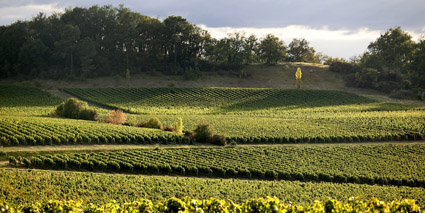 Clos du Roy Weinberge